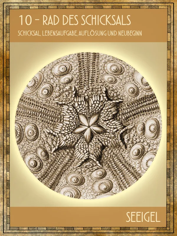 Seeigel Tiertarot Seeigel