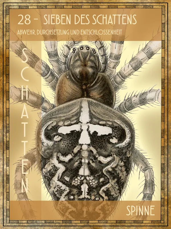Spinne Tiertarot Spinne